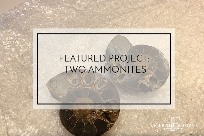 Le Frame Shoppe Blog | Featured Project 2 Ammonites